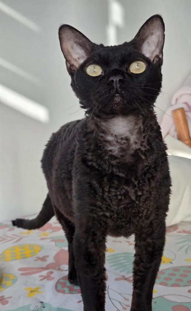Devon rex Poes, Dieren en Toebehoren, Katten en Kittens | Raskatten | Korthaar, Poes, 0 tot 2 jaar, Gechipt, Ontwormd, Ingeënt