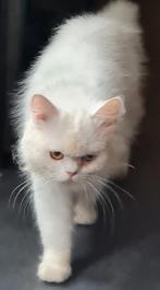Britslanghaar, Dieren en Toebehoren, Poes, Gechipt, 0 tot 2 jaar