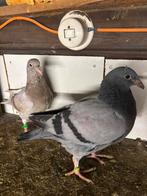 Twee jonge postduiven 2026 kroppers, Meerdere dieren, Postduif