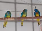 3 jonge splendids, Mannelijk, Parkiet, Geringd