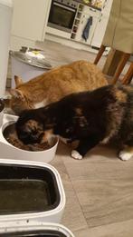 Twee lieve huiskatjes zoeken nieuw thuis, Dieren en Toebehoren, Katten en Kittens | Raskatten | Korthaar, Meerdere dieren, Gechipt