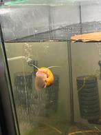 2 grote appelslaken, Dieren en Toebehoren, Slak of Weekdier, Zoetwatervis