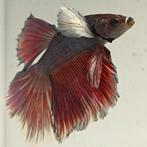 Betta splendens man 27, Vis