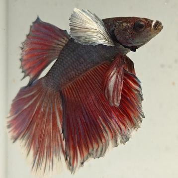Betta splendens man 27 beschikbaar voor biedingen