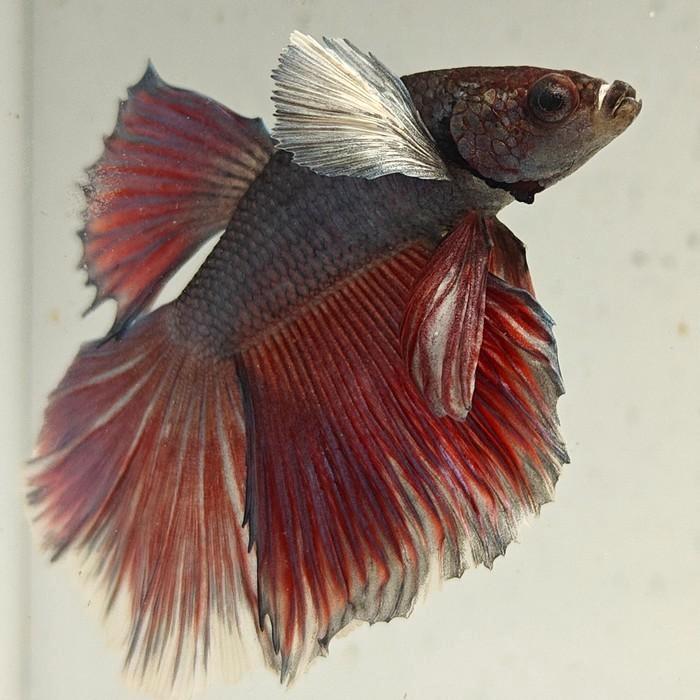 Betta splendens man 27, Dieren en Toebehoren, Vissen | Aquariumvissen, Vis