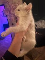 BESCHIKBAAR !!  x brits korthaar kitten katertje, Dieren en Toebehoren