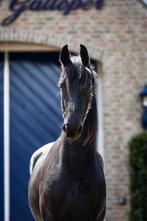 Lieve en mooie Friese merrie., Dieren en Toebehoren, Merrie, Gechipt, Niet van toepassing, 3 tot 6 jaar