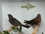 Rode kroonvinken - Coryphospingus cucullatus, Meerdere dieren, Tropenvogel, Geringd