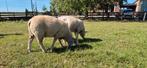 Mooie makke dekrammen, Mannelijk, Schaap