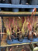 12 voor 15 Imperata cylindrica 'Red Baron' -Japans Bloedgras, Ophalen of Verzenden, Siergrassen, Halfschaduw