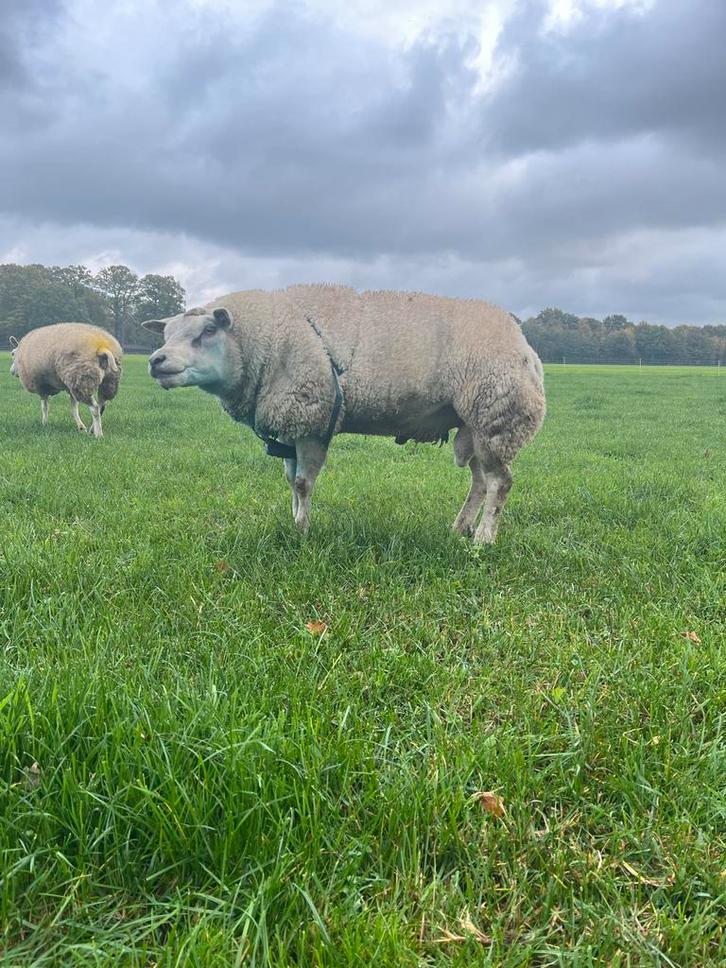 Schapenram Texelaar, Dieren en Toebehoren, Schapen, Geiten en Varkens, Schaap, Mannelijk