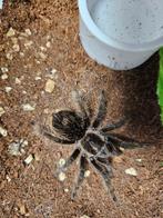 Tliltocatl albopilosum Krulhaarvogelspin Niguragua, Dieren en Toebehoren, Spin of Schorpioen