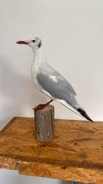 Opgezette vogel dieren taxidermie, Ophalen of Verzenden, Zo goed als nieuw, Vogel, Opgezet dier