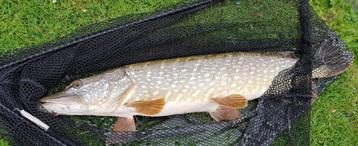 Set SP 07 & set SP 08 van elk 2 Snoekspinners met streamer  beschikbaar voor biedingen