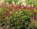 Persicaria Ampl. Speciosa | Rode Duizendknoop | Chemievrij, Overige soorten, Volle zon, Vaste plant, Ophalen of Verzenden