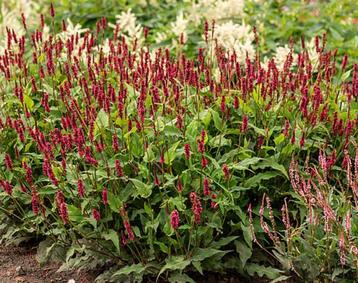 Persicaria Ampl. Speciosa | Rode Duizendknoop | Chemievrij beschikbaar voor biedingen