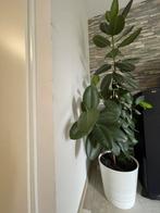 Plant, Ophalen of Verzenden, Halfschaduw, Minder dan 100 cm