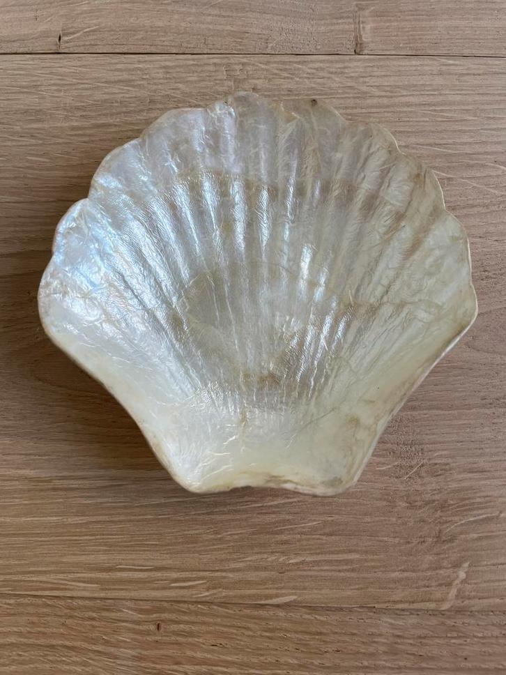 Sint Jacobs schelp schaaltje uit Capiz schelp., Verzamelen, Mineralen en Fossielen, Schelp(en), Ophalen of Verzenden