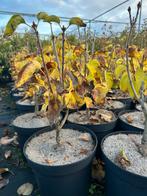 Syringa Michel Buchner - Sering in 5L pot, Tuin en Terras, Overige soorten, Volle zon, Vaste plant, Ophalen of Verzenden