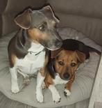 Ter dekking mijn lieve jack russell blue, 6 jaar of ouder, Rabiës (hondsdolheid), Jack Russell Terriër, Reu