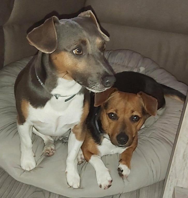 Ter dekking mijn lieve jack russell blue, Dieren en Toebehoren, Honden | Jack Russells en Terriërs, Reu, Jack Russell Terriër