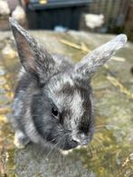 Jonge dwerg konijntjes, Dieren en Toebehoren, Konijnen, Meerdere dieren, Dwerg, 0 tot 2 jaar