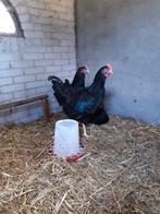 2 mooie dubbelgezoomde Barnevelder haantje/ Hanen., Dieren en Toebehoren, Pluimvee