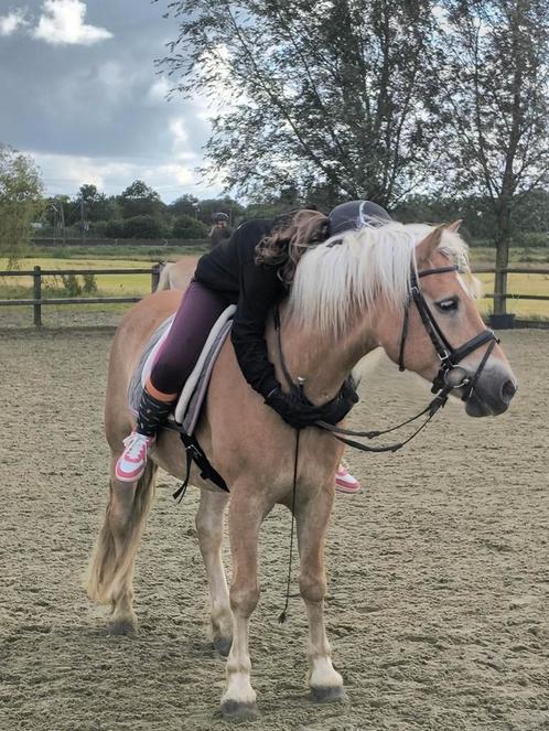 Bijrijder/verzorger aangeboden, Dieren en Toebehoren, Paarden en Pony's | Verzorgingsproducten, Ophalen
