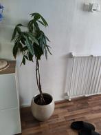 "geldboom", Ophalen, 100 tot 150 cm, Overige soorten, Halfschaduw
