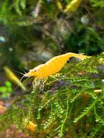 50x Citroen garnaal high grade backstripe Neocaridina Davidi, Kreeft, Krab of Garnaal