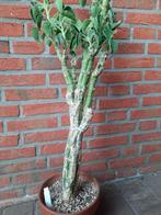 Adenia keramanthus XXL Caudex, succulent, huge show plant!, Huis en Inrichting, Kamerplanten, Verzenden, Overige soorten, In pot