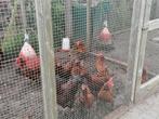 Gezocht rhode island red jonge hennen