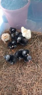 Gezocht: mechelse koekoek haan, Dieren en Toebehoren, Pluimvee, Mannelijk, Kip