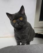 Britse korthaar kitten een katertje, Dieren en Toebehoren, Poes, Ontwormd, 0 tot 2 jaar