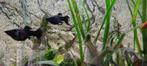 Jonge sluierstaart black Molly's, Dieren en Toebehoren, Vis