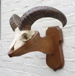 Schedel MOEFLON RAM op solide dubbel houten schild (ref. B), Verzamelen, Dierenverzamelingen, Ophalen of Verzenden, Gebruikt, Wild dier