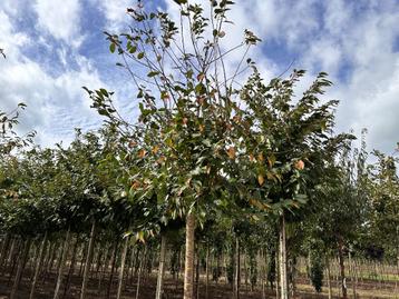 Prunus Avium of zoete kers