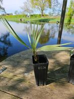 Brahea armata - Mexicaanse blauwe palm, Huis en Inrichting, Kamerplanten, Ophalen, Palm, In pot, Minder dan 100 cm