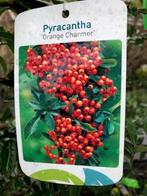 Vuurdoorn, Pyracantha, diverse soorten € 6,95 p.st., Tuin en Terras, Planten | Tuinplanten, Halfschaduw, Vaste plant, Lente, Overige soorten