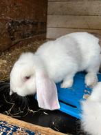 Franse hangoor ram 2 broers wit/grijs, Mannelijk, Groot, Hangoor