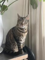 Nieuw huisje voor lieve huispoes gezocht, Dieren en Toebehoren, Katten en Kittens | Overige Katten, Poes, 3 tot 5 jaar