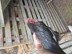 2 tamme hanen Barnevelder. 9 weken oud, Dieren en Toebehoren, Pluimvee, Mannelijk, Kip