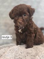 Super mooi gezonde boomer pups. CHOCO !!!, Overige rassen, 8 tot 15 weken, CDV (hondenziekte), Meerdere