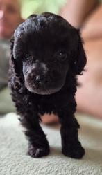 Mooie antraciet dwerg poedel pups, Dieren en Toebehoren, Honden | Chihuahua's en Gezelschapshonden, Poedel, 8 tot 15 weken, CDV (hondenziekte)