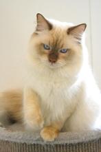 Ter dekking: Ragdoll dekkater Cinnamon point met stamboom!, 0 tot 2 jaar