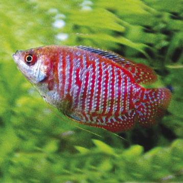 Dwerggroerami - leuke koppel voor uw tropisch aquarium beschikbaar voor biedingen