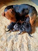 Te koop, super lieve mooie puppies, Rabiës (hondsdolheid), Jack Russell Terriër, 8 tot 15 weken, Meerdere