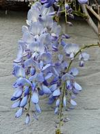 Blauwe regen / Wisteria Sinensis Prolific 275/300 cm hoog ‼️, Tuin en Terras, Planten | Bomen, In pot, Lente, Zuilboom, Volle zon