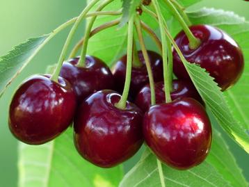 restpartij 15 laagstam fruitbomen appel kers plout etc beschikbaar voor biedingen