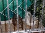 Chinese dwergkwartels koppeltje, Dieren en Toebehoren, Pluimvee, Meerdere dieren